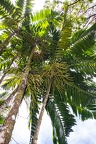 Ptychosperma macarthuri 2