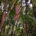 Roscheria melanochaetes 08