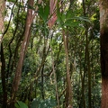 Roscheria melanochaetes 10