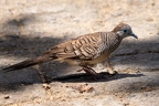 Geopelia striata 3