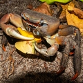 Crustaceae 08
