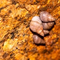 Crustaceae 12