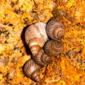 Crustaceae 13