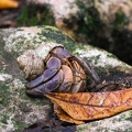 Crustaceae 14
