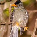 Hypsipetes crassirostris