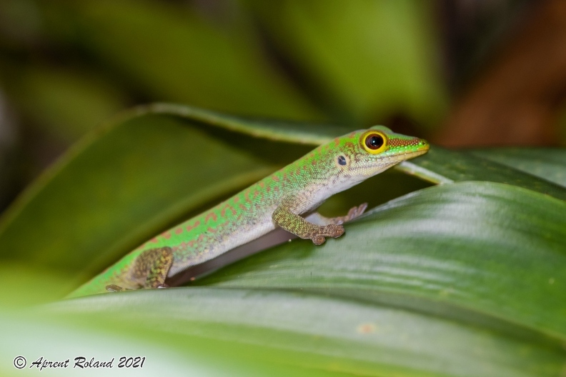 Phelsuma_02.jpg