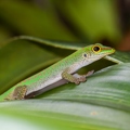 Phelsuma 02