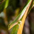 Phelsuma 01