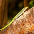 Phelsuma 03