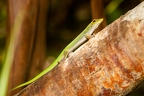 Phelsuma 03