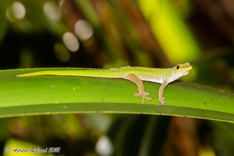 Phelsuma_04.jpg