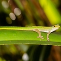 Phelsuma 04