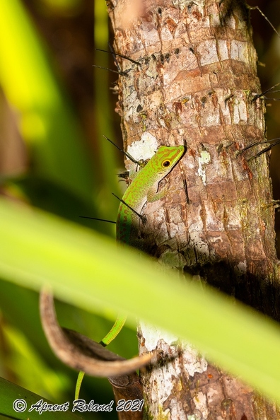 Phelsuma_05.jpg