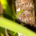 Phelsuma 05