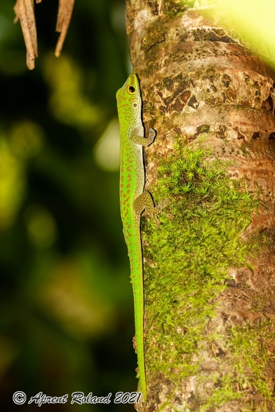 Phelsuma_06.jpg
