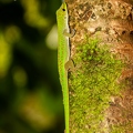 Phelsuma 06
