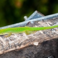 Phelsuma 07