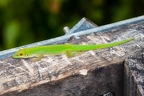 Phelsuma 07