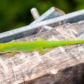 Phelsuma 09