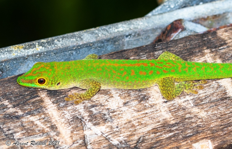 Phelsuma_08.jpg