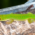 Phelsuma 08