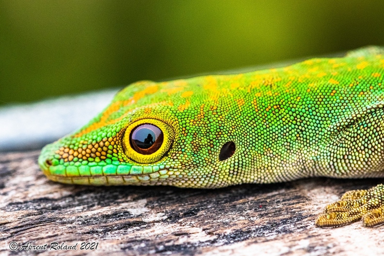 Phelsuma_10.jpg