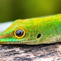 Phelsuma 10