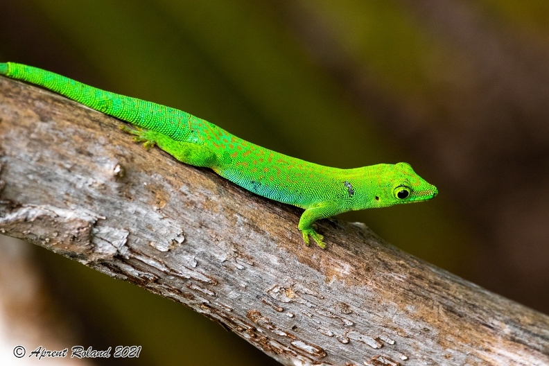 Phelsuma_11.jpg