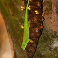 Phelsuma 12