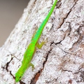 Phelsuma 13