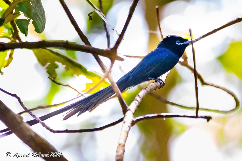 Terpsiphon_corvina _05.jpg