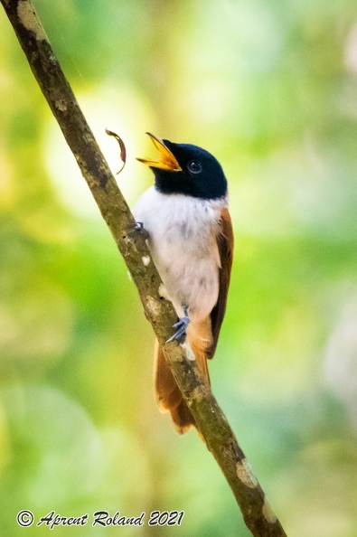 Terpsiphone_corvina_03.jpg