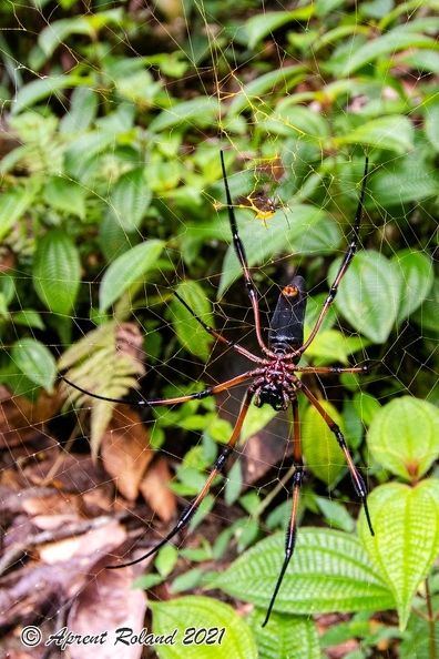 Nephila_2.jpg
