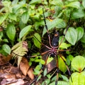 Nephila 2