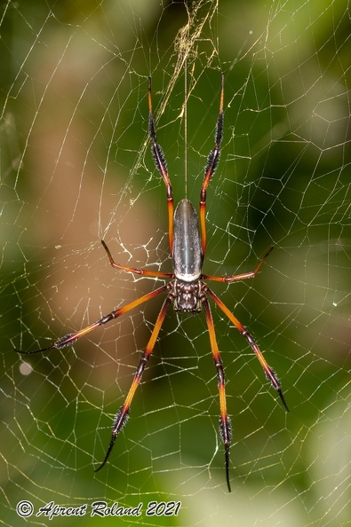 Nephila_3.jpg
