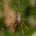 Nephila 3