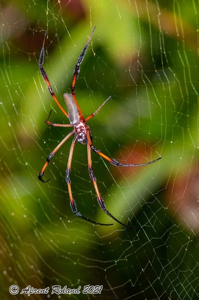Nephila_4.jpg