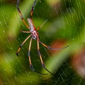 Nephila 4