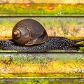Pachnodus niger 2