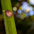 Stylodonta studeriana 1