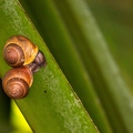 Stylodonta studeriana 2