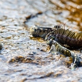Alticus anjouanae 2