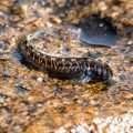 Alticus anjouanae 5