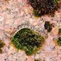 Alticus anjouanae 7