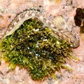 Alticus anjouanae 9