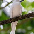 Gygis alba - Fery Tern 4