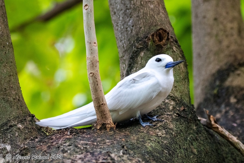 Gygis alba - Fery Tern_5.jpg
