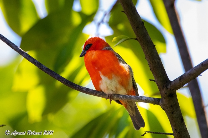 Foudia sechellarum-madagascariensis - Seychelles-Madagascar Fody_01.jpg