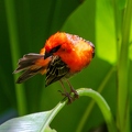 Foudia sechellarum-madagascariensis - Seychelles-Madagascar Fody 02