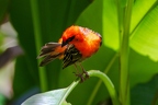 Foudia sechellarum-madagascariensis - Seychelles-Madagascar Fody 02